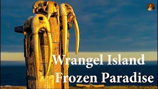 Extreme trip to the land of polar bears. Arctic  Wrangel Island. Frozen Paradise