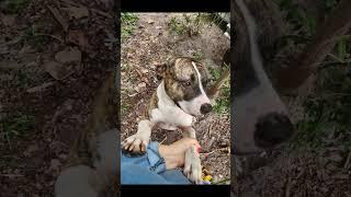 Our Furry friends Pitbulls Happy Snappy Fortune Cookie Tiger and Skye live from Palm Beach