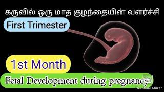 1month Baby growth during pregnancy in tamilfetus development in 1monthFirst trimester of pregiee