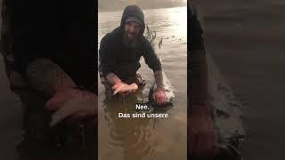 Unglaublich  Was hat dieser Waller gefresse  Catfish eats bird #shorts #catfish #raubfischangeln