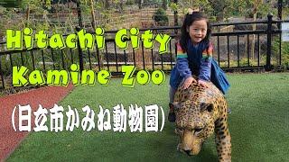 Hitachi City Kamine Zoo   -   日立市かみね動物園