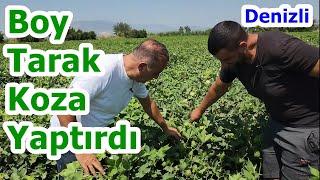 Pamukkale - Pamukta İdeal Boy Tarak Koza Artışı için Yaprak Gübresi Uygulaması