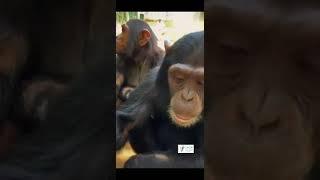 Banda and Bunia are growing up at JACK Sanctuary.   #chimpanzee  #rescue #sanctuary  #primaterescue