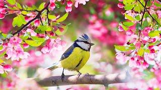 Relaxing Sleep Music Deep Meditation Music  Bird sounds   Soothing Sounds of Nature Tim Janis