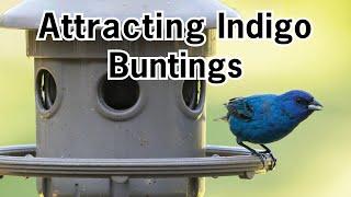 Attracting Indigo Buntings