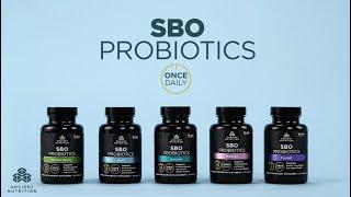 SBO Probiotics Once Dailies  Ancient Nutrition