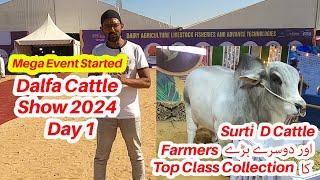 Dalfa Cattle Show 2024 Day 1. D Cattle Farm Surti Cattle Farm Top Class Collection