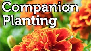 Companion Planting for Beginners