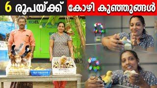 6 രൂപയ്ക്ക് കോഴി കാട ഗിനി താറാവ് കുഞ്ഞുങ്ങള്‍  വളർത്താൻ ആഗ്രഹം ഉള്ളവർ ഇപ്പോള്‍ തന്നെ വിളിച്ചോളൂ