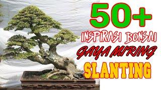 #inspirasibonsai #belajarbonsai #bonsaigayaslanting 50+ INSPIRASI BONSAI GAYA MIRINGSLANTING