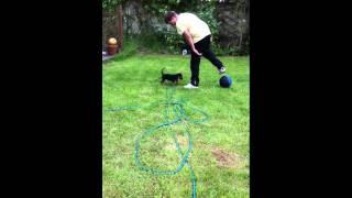 BEAGLE PUPPY PLAYING