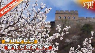 【文化旅游】金山岭长城：春花烂漫游雄关 #河北 #旅游 #景点 #景色 #治愈 来源@河北日报