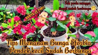 Tips Menanam bunga eforbia masih kecil sudah berbunga