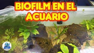 Como quitar el Biofilm de tu Acuario