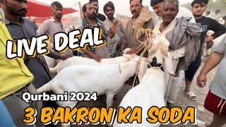 Live soda Kitne Ka bana  rajanpuri Bakre  desi Bakre  Lahore Bakra Mandi shahpur kanjra