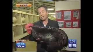 Big Black Chicken Scares Australian Reporter