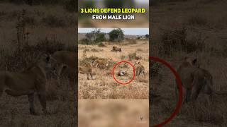 3 Lions Defend Leopard from Male Lion