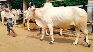 One of the Biggest Cow in Bangladesh  Gabtoli Cow new Collection  2022  Cow  Riding