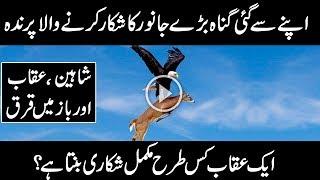 MOST AMAZING FACTS ABOUT EAGLE  SHAHEEN URDU DOCUMENTARY ON UQAAB  Urdu Cover