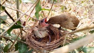 Little birds in the nest hungry  Review Bird Nest 
