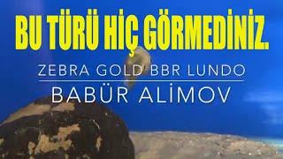 BBR LUNDO YENİ VARYETESİ Zebra Gold Bbr Lundo Akvaryum balıkları.