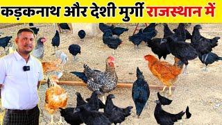 kadaknath farming in Rajasthan  कड़कनाथ और देशी चूज़े उपलब्धब्यावर राजस्थान