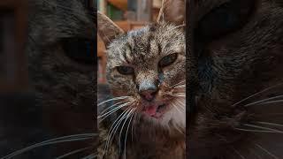 #cat  drool #cat with stomatitis