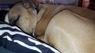 Pitbull snoring