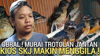 HARI INI  MURAI BATU GACOR DAN TROTOLAN DI OBRAL SADIS KIOS SKJ PASAR BURUNG PRAMUKA