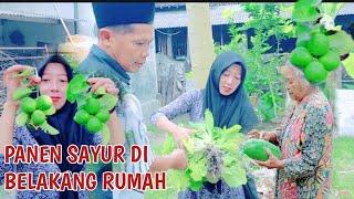 PANEN SAYUR DIBELAKANG RUMAH