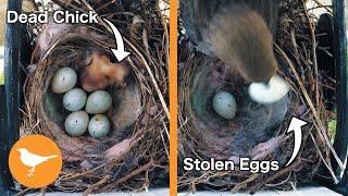 Finch Nest RANSACKED by Cowbird Mother after Chick Dies