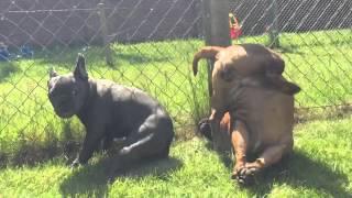 French bulldog fouls staffie