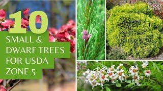 10 Small & Dwarf Trees for USDA Zone 5