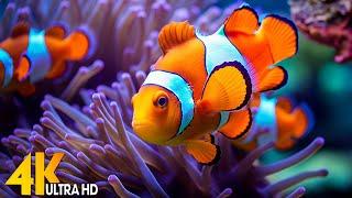 Aquarium 4K VIDEO ULTRA HD  Beautiful Coral Reef Fish - Relaxing Sleep Meditation Music #143