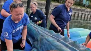 Mosasaur Released into Clearwater Bay