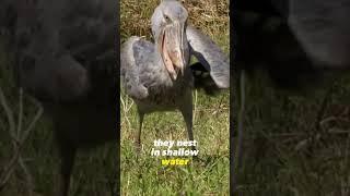 The Living Dinosaur Shoebill Stork