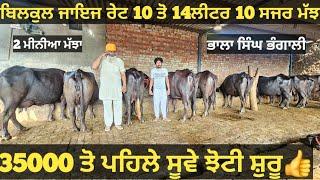 10 ਤੋ 14ਲੀਟਰ 10 ਸਜਰ ਮੱਝਾ ਵੀਕਾਓ। Buffalo and cow for salevadiya farm25-7-24