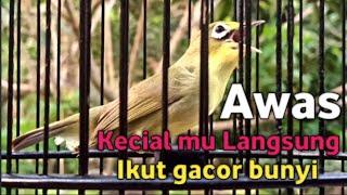 CIAK CIAK JOSS KECIAL KUNING PENUH EMOSI INI  DI JAMIN KECIAL MU LANGSUNG EMOSI IKUT GACOR BUNYI