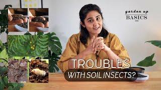 For soil insects use this  Garden Up Basics Ep.35