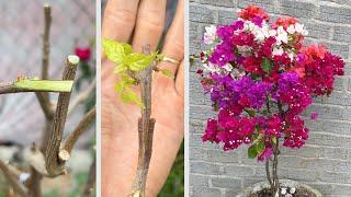 Thử ghép 5 màu hoa giấy lên 1 thân  Bougainvillea glabra