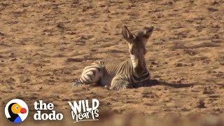 Herd Of Zebras Adopts Orphaned Baby  The Dodo Wild Hearts