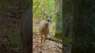 What Chased These Deer? #animalshorts #trailcamera #whitetaildeer #naturelovers #outdoors