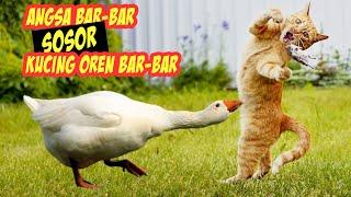 NGAKAK Reaksi Lucu Kucing Oren Bar-bar Saat Disosor Angsa Bar-bar - Kucing Vs Angsa Vs Bebek