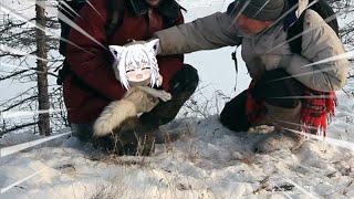 Pet that Fubuki fox  Animal hololive