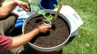 Growing Squash & Zucchini Cucumber & Melons Too in Large Containers Soil Set Up & Planting