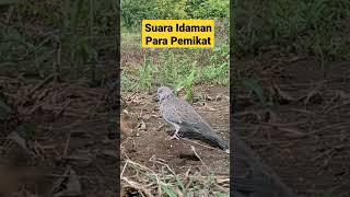 Suara Pikat Tekukur Idaman Para Pemikat