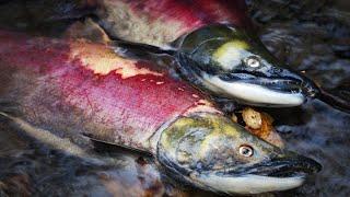 How Salmon Evolved to Die After Spawning