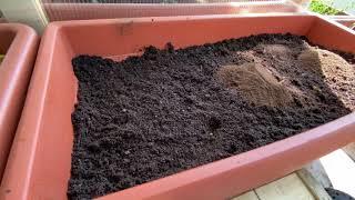 Video series  Planting & repotting tomatoes ▶ Method 1 513