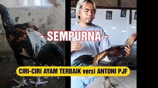 Ayam Terbaik versi Antoni Putra Jaya Farm