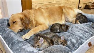 Foster Kittens Pick Golden Retriever As Their Mom